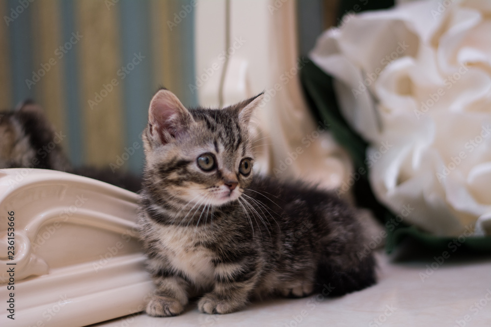 kitten cat Scottish straight, loose fluffy, animal munchkin kitten cat Scottish straight, loose fluffy, animal munchkin