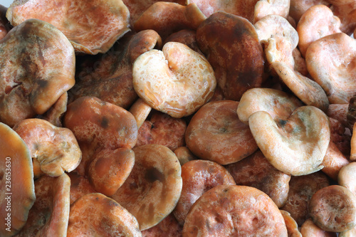 A close view of many saffron milk cap mushrooms (Lactarius deliciosus) caps, similar to Lactarius Sanguifluus and Lactarius Deterrimus