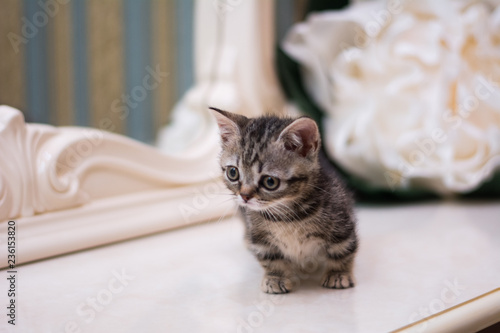 kitten cat Scottish straight, loose fluffy, animal munchkin © Дария