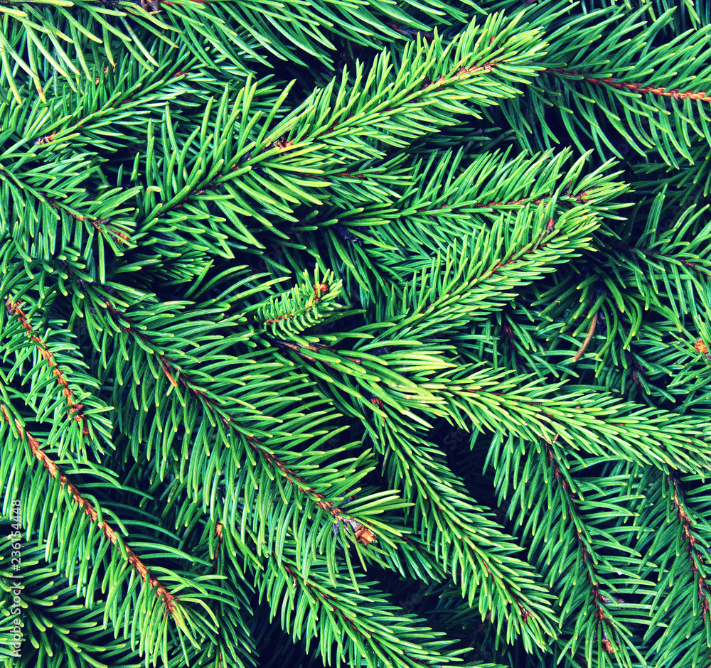 Background of pine branches. Background of pine branches.