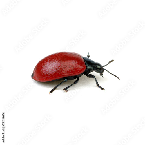 red beetle on a white © Alekss