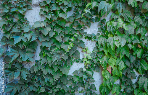 Texture of the wall covered with leaves of the Bush
