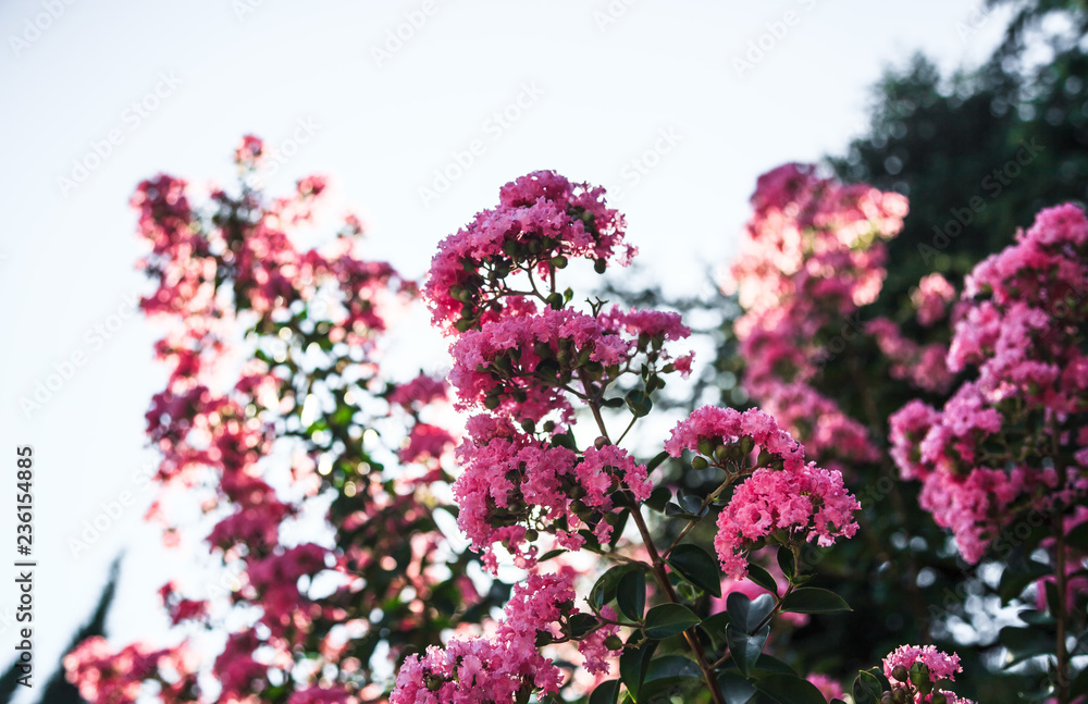 Blooming Lagerstroemia or Indian Lilacs