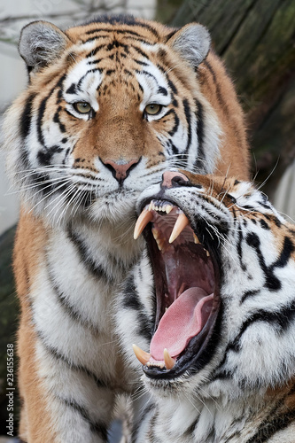 Fototapeta Naklejka Na Ścianę i Meble -  Amur Tiger (Panthera tigris altaica)