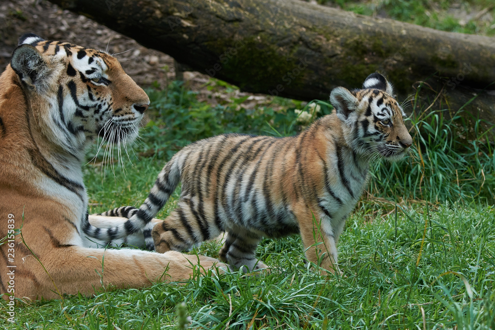 Obraz premium Amur Tiger (Panthera tigris altaica)