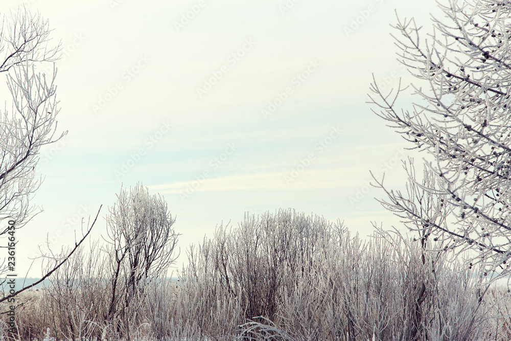 scenic winter landscape background trees with snow scenic winter landscape background trees with snow