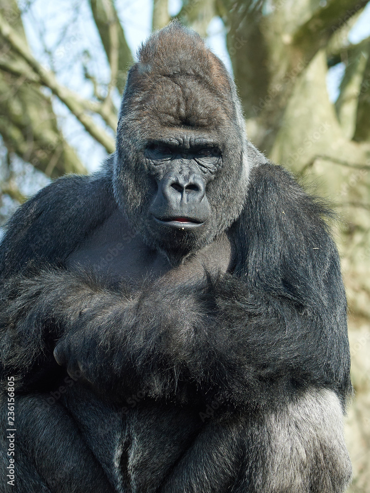 Obraz premium Western gorilla (Gorilla gorilla)