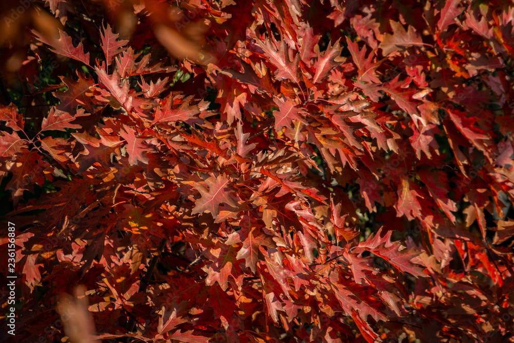 A beautiful red autumn marsh oak Quercus palustris leaves. Selective focus. Autumn motive for design. A beautiful red autumn marsh oak Quercus palustris leaves. Selective focus. Autumn motive for design.