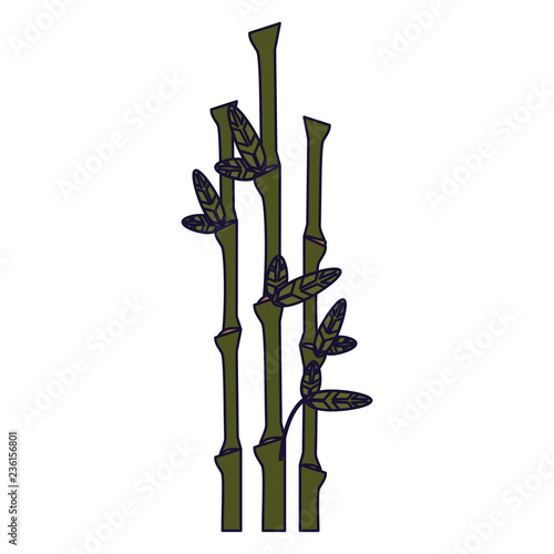 Bamboo asian plant