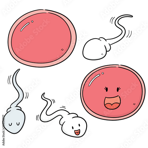 vector set of sperm and egg