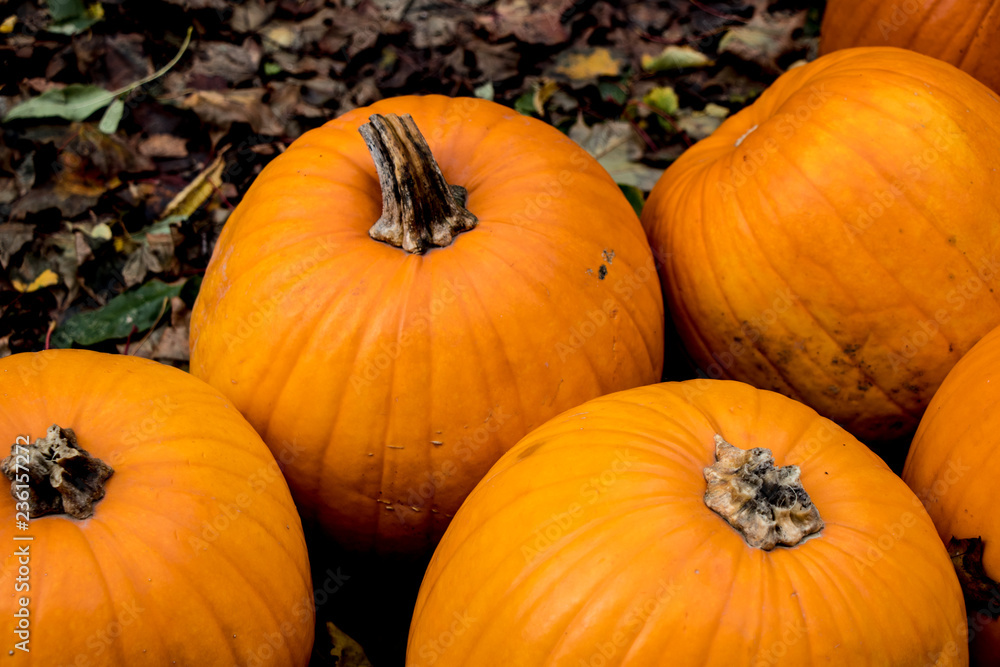 Fototapeta premium Pumpkins