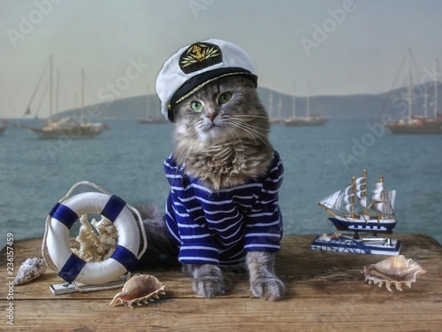 фотографія Beautiful Siberian cat in a sailor suit