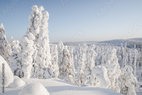 Sunny winter landscape from Lapland