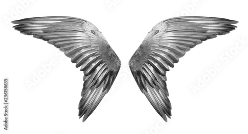 Wings isolated on white background.