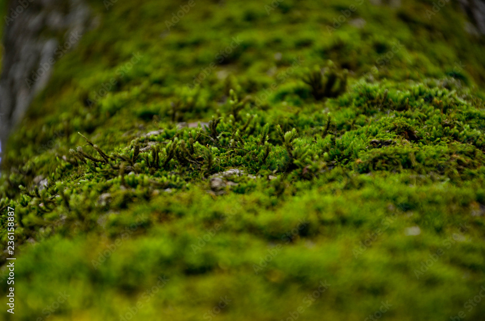 moss on the wall moss on the wall