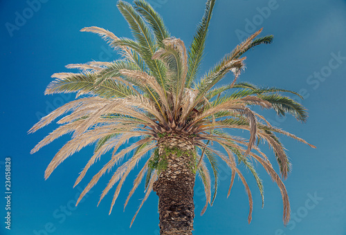 A palm photo