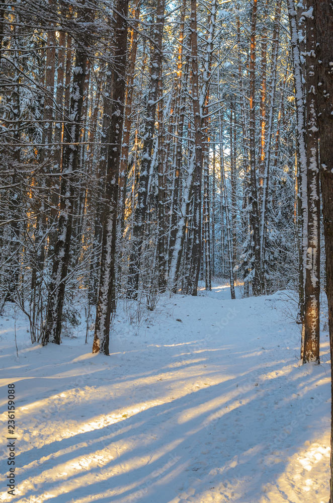 Sunset in snowy winter fir forest. Sun's rays break through the trunks of trees. Cold winter landscape Sunset in snowy winter fir forest. Sun's rays break through the trunks of trees. Cold winter landscape