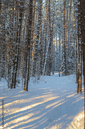 Sunset in snowy winter fir forest. Sun's rays break through the trunks of trees. Cold winter landscape