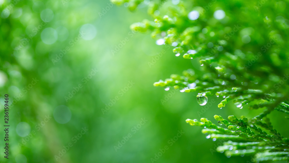 Macro of green pine branch with rain drops ,Pine needle with big dewdrops after rain