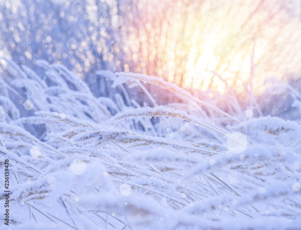Winter landscape with snow-covered reeds in the sun Winter landscape with snow-covered reeds in the sun