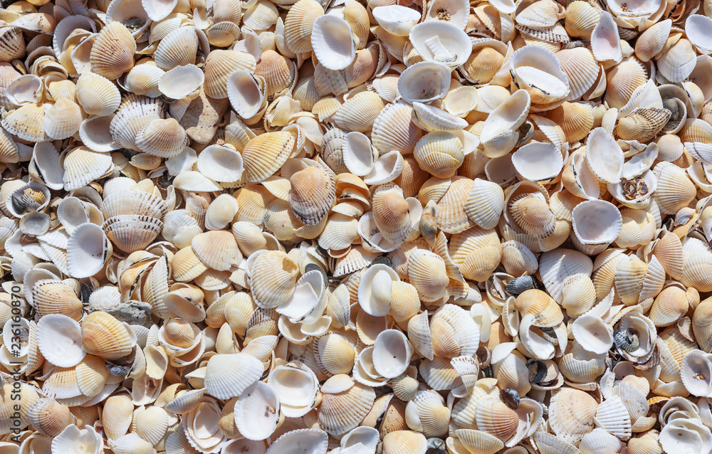 A lot of shells on the sea shore