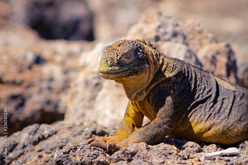 Land iguana, Plazas island, Galapagos Land iguana, Plazas island, Galapagos