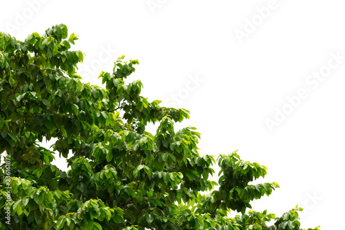 Tree leaf on white background