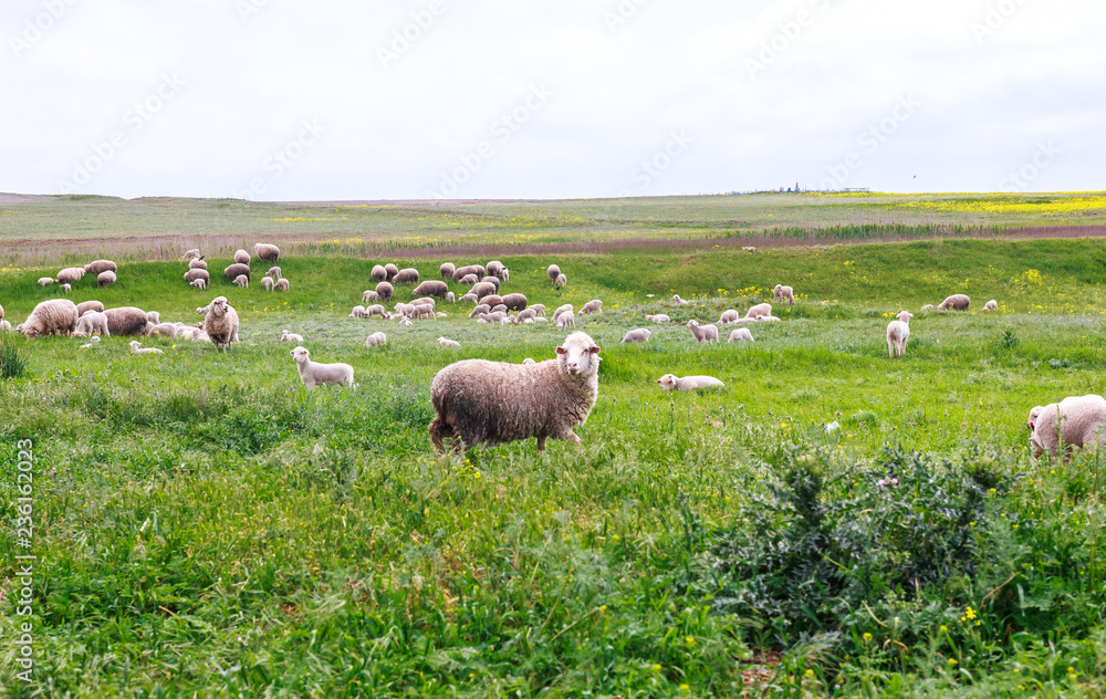 Obraz premium Sheep graze on the field