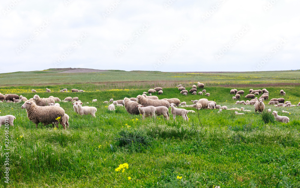 Obraz premium Sheep graze on the field