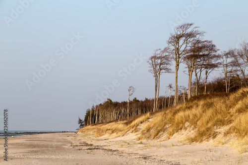 Windswept tree in Rostock  Germany