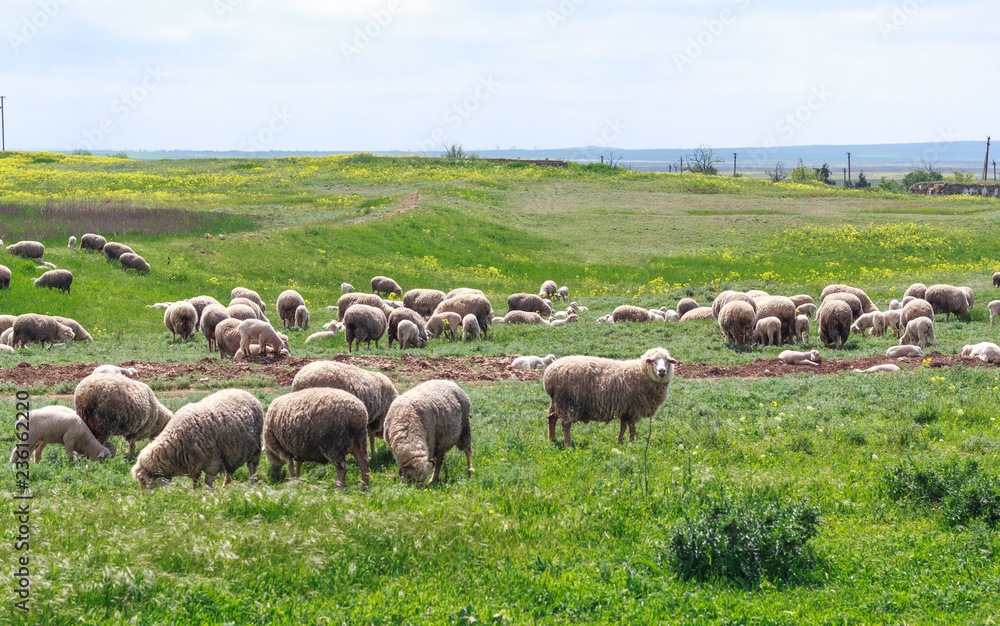 Sheep graze in a meadow