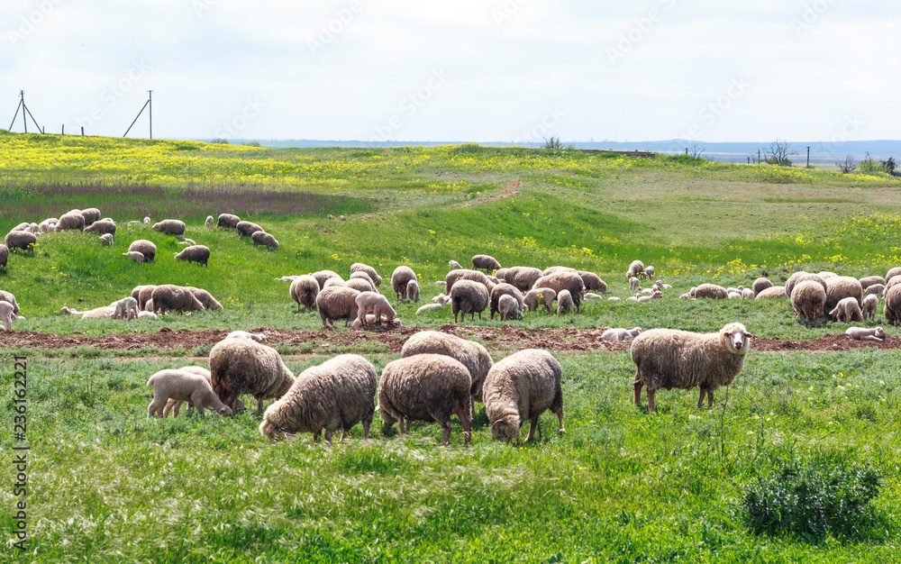 Fototapeta premium Sheep graze on the field