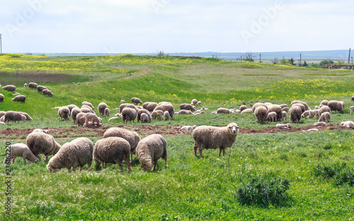 Sheep graze in a meadow © Igor Luschay
