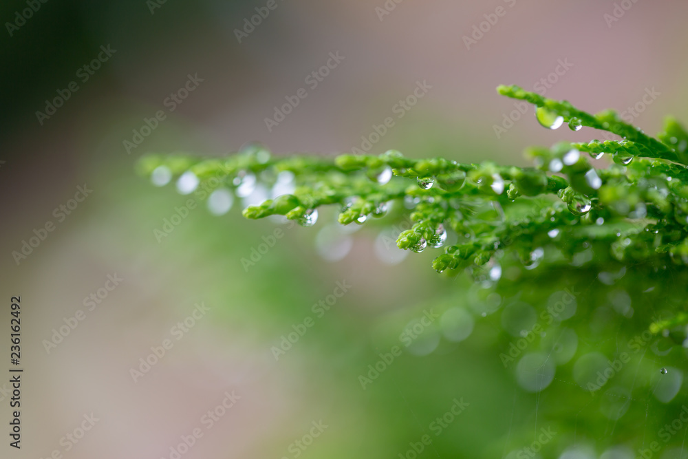 Macro of green pine branch with rain drops ,Pine needle with big dewdrops after rain Macro of green pine branch with rain drops ,Pine needle with big dewdrops after rain