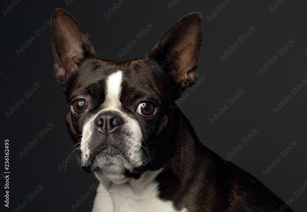 French bulldog, portrait