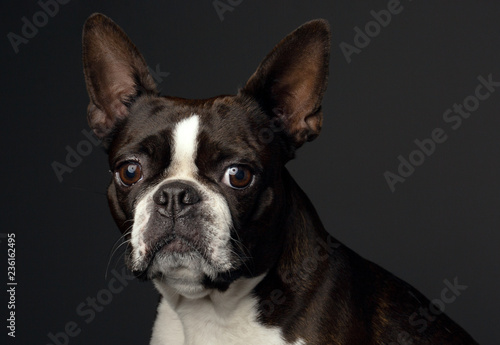French bulldog, portrait © Anne van Gelder 