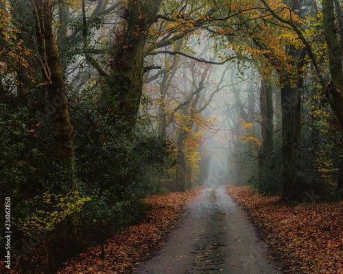 Foggy Country lane near Blackbury Hill Fort, Devon with autumn colours © Philip