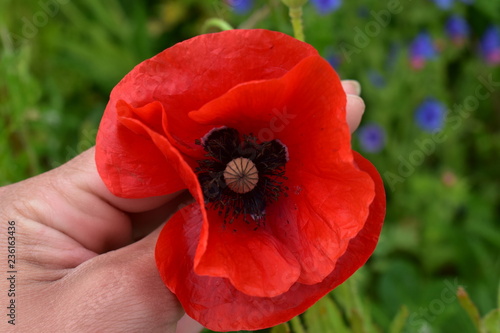 picking red poppy on green background