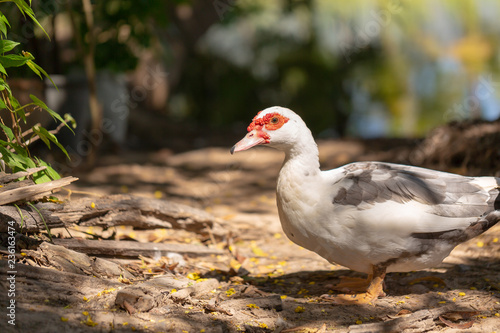 white domestic ducks. The duck is white  in nature.