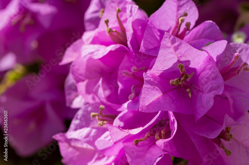 Colorful of Bougainvillea flowers in the nature