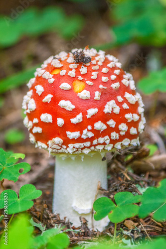 Red Toadstool in forest, Amanita muscaria, known as the fly agaric or fly amanita.