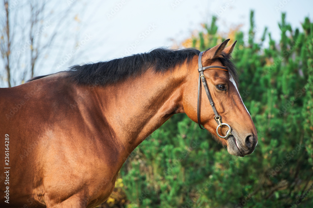 Fototapeta premium portrait sportive warmblood horse posing against stable