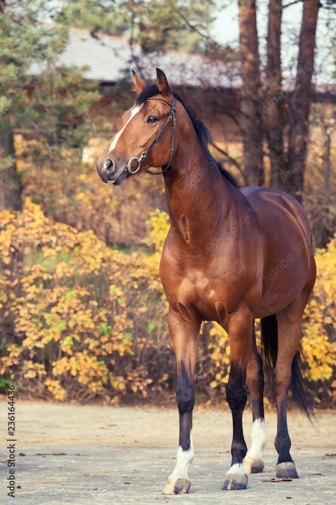 Fototapeta premium sportive warmblood horse posing against stable. autumn season