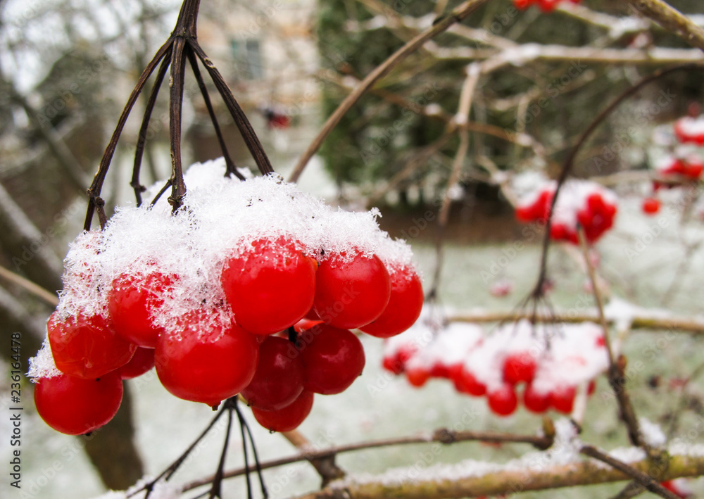 Picturesque bunch of red berries of viburnum with white snow in the garden Picturesque bunch of red berries of viburnum with white snow in the garden