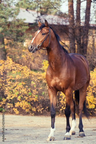 sportive warmblood horse posing against stable. autumn season