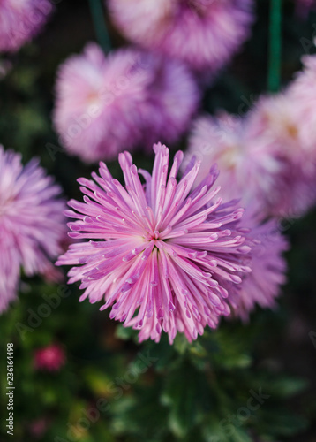 flowers chrysanthemum, chrysanthemums in autumn 