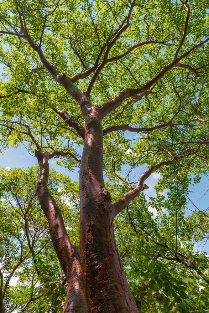 Obraz premium Low angle view of a big leafy tree