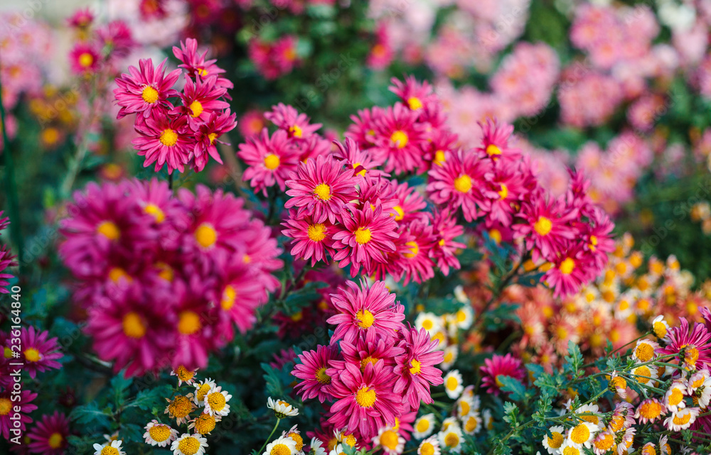 Chrysanthemums in garden, flowers chrysanthemum, chrysanthemums in autumn Chrysanthemums in garden, flowers chrysanthemum, chrysanthemums in autumn