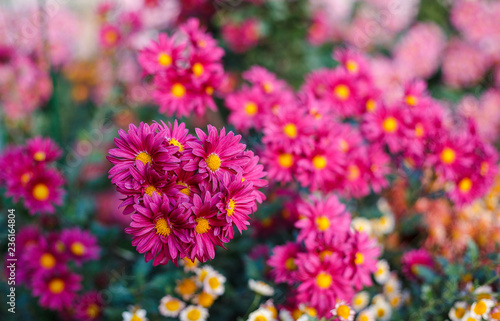 Chrysanthemums in garden  flowers chrysanthemum  chrysanthemums in autumn