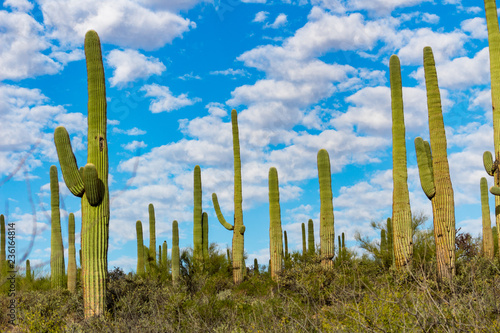 The Sonoran Desert, a beautiful Southwestern landscape with saguaro cactus, cholla, prickly pear and other cacti. Rocky and sandy terrain, blue skies with white clouds. Tucson, Arizona, USA.
